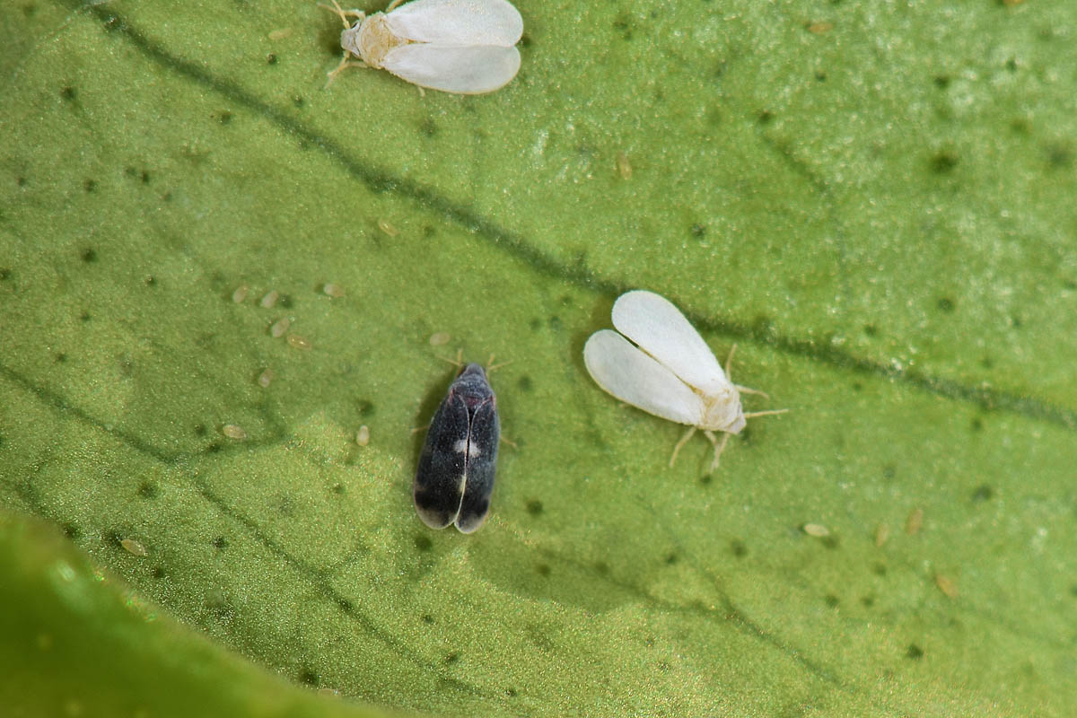 Aleyrodidae: Aleurocanthus spiniferus?  S, con stadi giovanili da det.